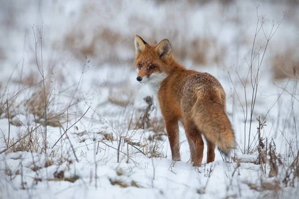Red Fox Vulpes Vulpes Snow Winter Wild Predator Cold Weather — Stock Photo, Image