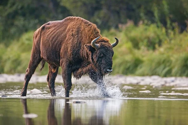 Obrovský Býk Evropské Bison Bison Bonasus Přechodu Řeky Stříkající Vodě — Stock fotografie