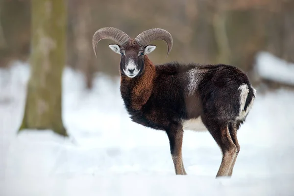 Wilde Schapen Die Diepe Sneeuw Het Winterbos Staan Mouflon Ovis — Stockfoto