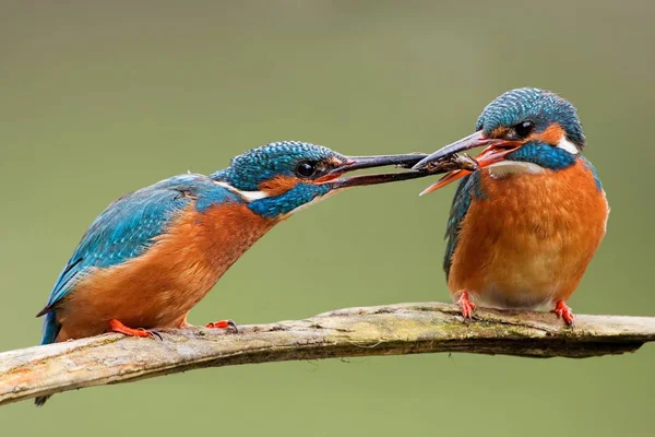 Close Uitzicht Van Ijsvogel Het Wild Leven — Stockfoto