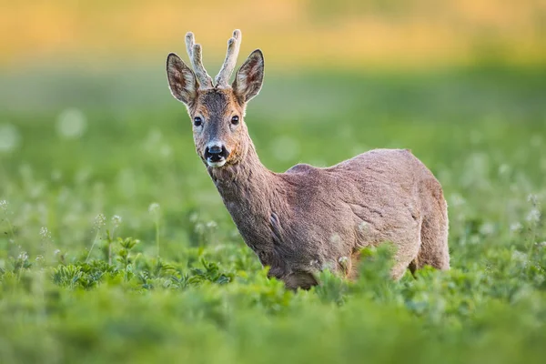 Curieux Chevreuil Capreolus Capreolus Mâle Printemps Debout Sur Champ Vert — Photo