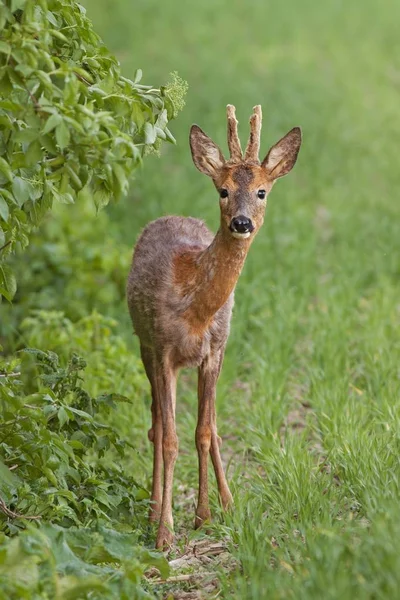 春にヨーロッパのカプレオラス科の鹿の背甲 カプレオラス 野生の鹿は毛皮を変更します — ストック写真