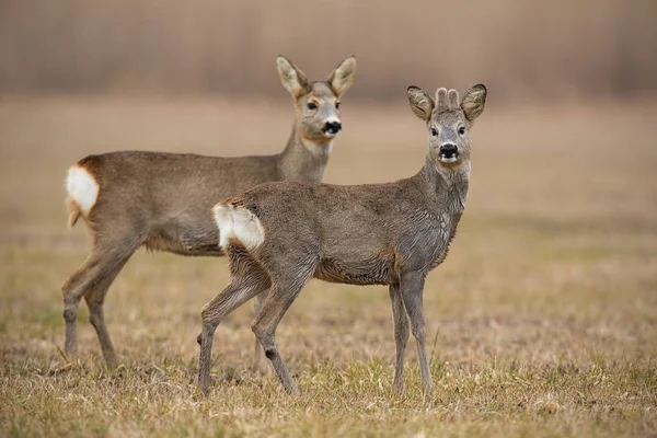 Ciervo Capreolus Capreolus Primavera Con Hierba Seca Borrosa Fondo Animales — Foto de Stock