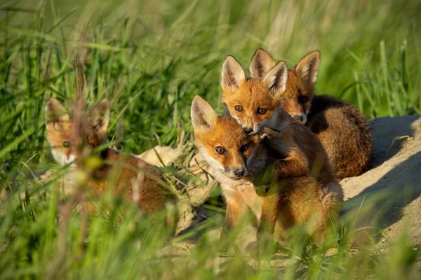 Red Fox Vulpes Vulpes Small Young Cubs Den Curiously Weatching — Stock Photo, Image