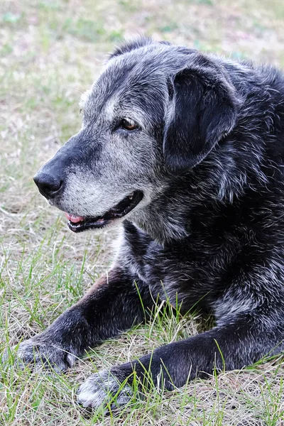 Die Seitenansicht Des Kopfes Eines Sehr Älteren Hundes Der Wegschaut — Stockfoto
