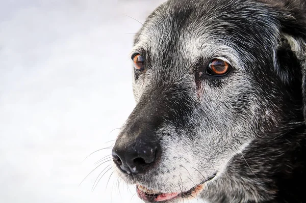 Beyaz Tüyleri Olan Bir Köpek Suratına Çok Yakın — Stok fotoğraf