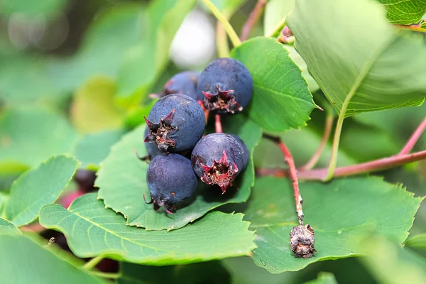 Eine Traube Reifer Saskatoon Beeren Hängt Sommer — Stockfoto