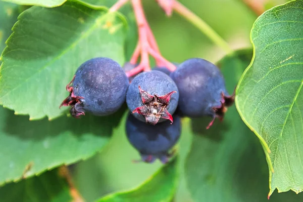 Eine Nahaufnahme Von Reifen Saskatoon Beeren — Stockfoto