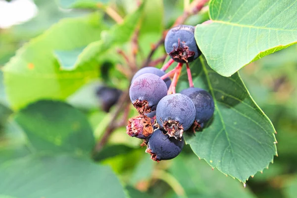 Closeup View Ripe Saskatoon Berries — Stock Photo, Image