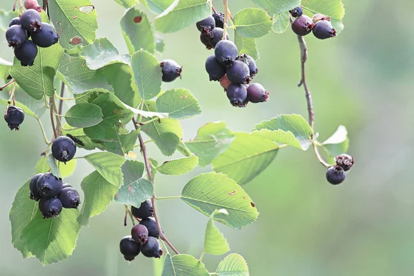 Lila Saskatoon Beeren Vor Grünem Hintergrund — Stockfoto