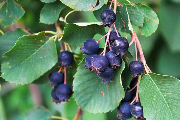 Clusters Ripe Saskatoon Serviceberries Hanging Summer — Stock Photo, Image