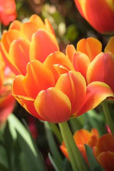 Όμορφες Τουλίπες Λουλούδια Χλωρίδα Την Άνοιξη — Φωτογραφία Αρχείου