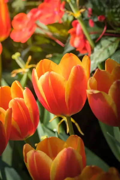 チューリップの美しい花束 カラフルなチューリップ 自然背景 — ストック写真