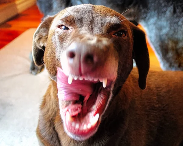 Bir Köpek Kameraya Saldırıyor — Stok fotoğraf