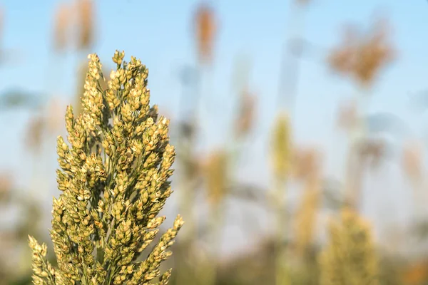 Cerrar Mijo Sorgo Cultivo Importante Cereales Campo — Foto de Stock