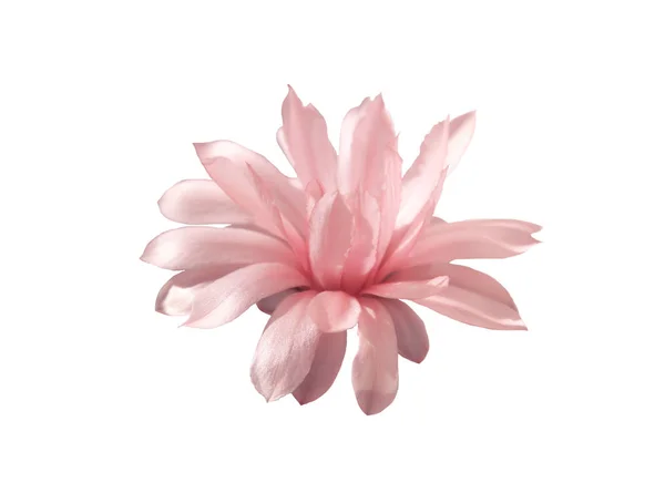 Цветущий Цветок Кактуса Белом Фоне — стоковое фото
