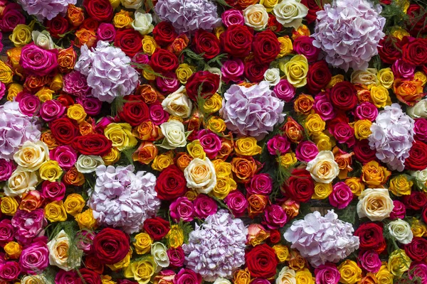 Flowers Background Roses Hortensia Flowers — Stock Photo, Image