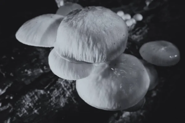 瓷真菌在死木头之上在宏观射击 顶部看法在黑色和白色 — 图库照片