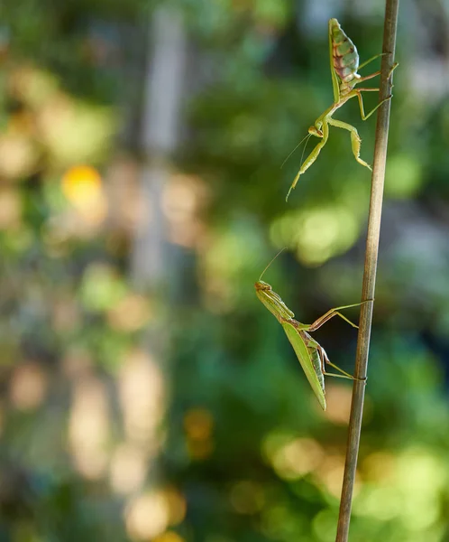 绿色大螳螂沿树枝爬行 — 图库照片