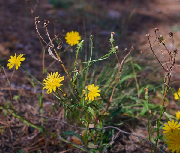 Buisson Fleurs Hieracium Umbellatum Dans Forêt Jour Été Ukraine — Photo