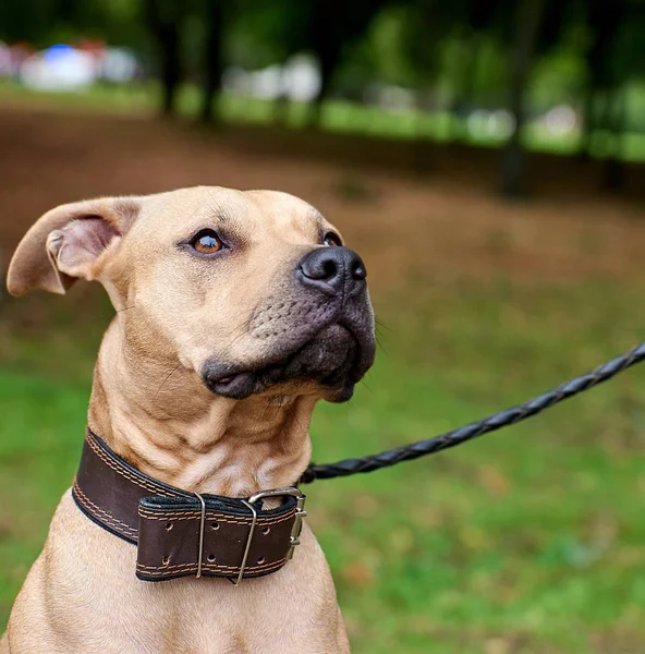 Retrato Marrón Americano Pit Bull Terrier Enfoque Selectivo — Foto de Stock