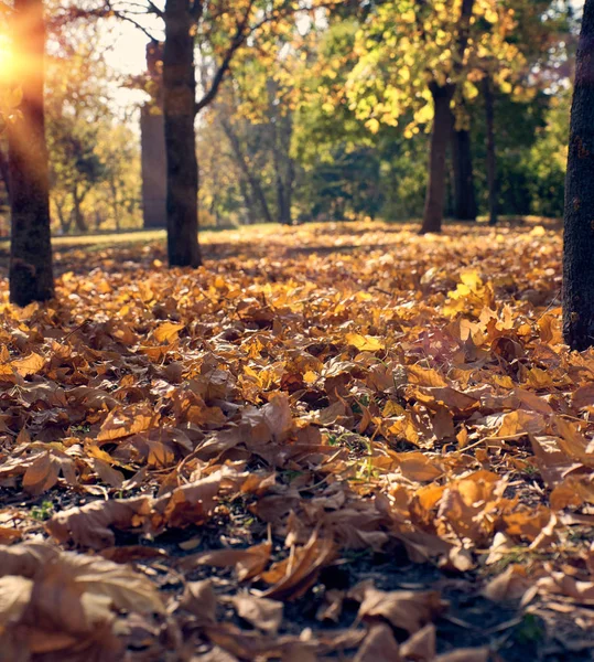 Сухие Желтые Кленовые Листья Земле Селективный Фокус Осенний День — стоковое фото