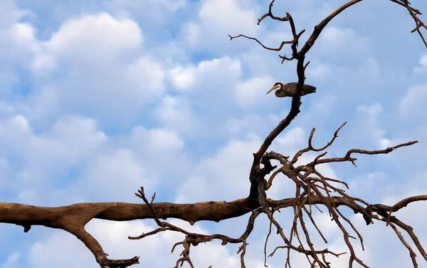 Ardea Melanocephala Garça Pássaro Uma Árvore Gâmbia — Fotografia de Stock