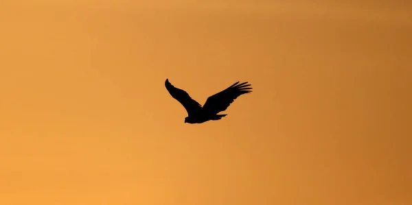 Eagle Silhouette Warm Sunlight Gambia — Stock Photo, Image