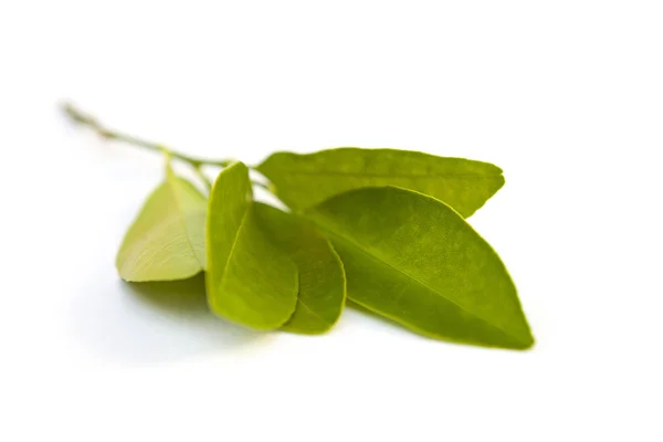 Branche Verte Calamondin Microcarpa Agrumes Avec Feuilles Isolées Sur Fond — Photo