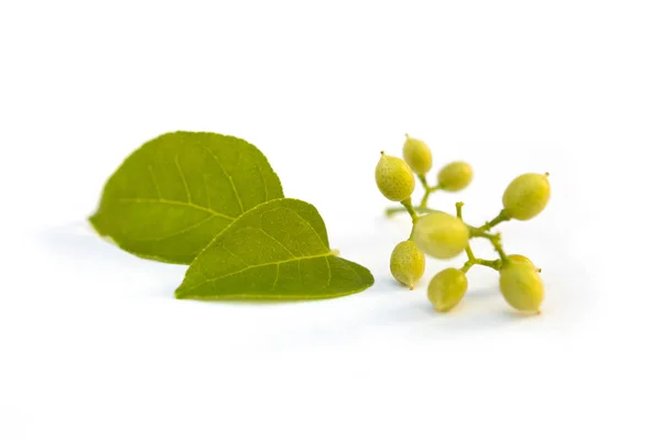 Fístula Cassia Flor Aislada Sobre Fondo Blanco Medicina Ayurvédica — Foto de Stock