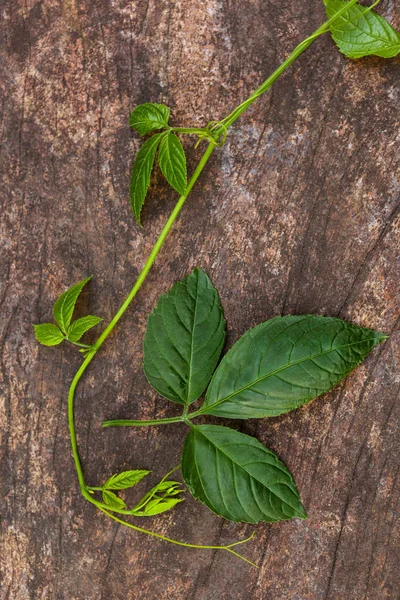 Gynostemma Pentaphyllum Também Chamado Jiaogulan Mesa Madeira Cima — Fotografia de Stock