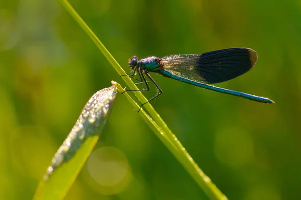 Vážný Hmyz Flóra Fauna — Stock fotografie