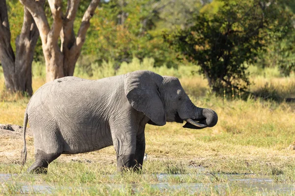 Majestuoso Elefante Africano Abrevadero Reserva Caza Moremi Botswana África Safari — Foto de Stock