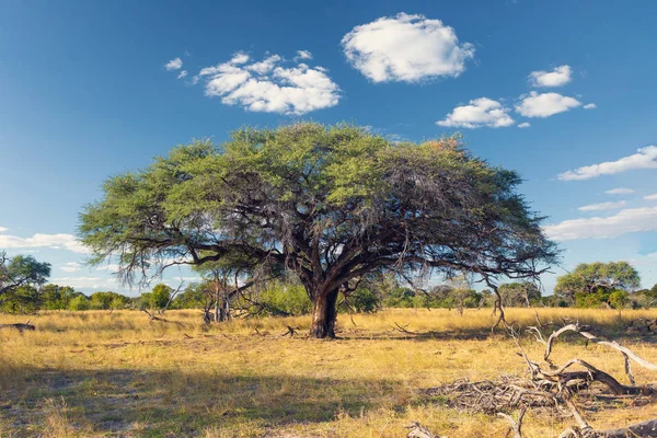 Smukke Landskab Moremi Vildtreservat Efter Regn Sæson Okavango Delta Botswana - Stock-foto