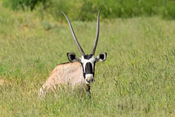 Gemsbok Oryx Gazella Kalahari Deserto Verde Com Grama Alta Após — Fotografia de Stock