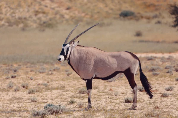 Gemsbok Oryx Gazella Kalahari Deserto Verde Com Grama Alta Após — Fotografia de Stock
