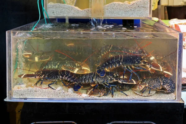 Live Lobsters Water Fish Market — Stock Photo, Image