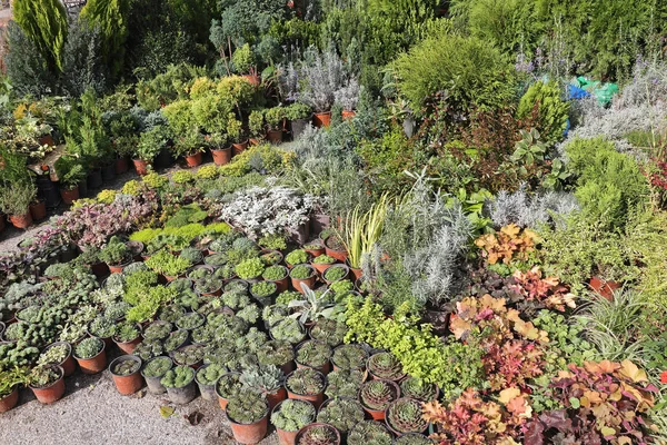 Verschiedene Dekorative Pflanzen Und Blumen Der Gärtnerei — Stockfoto