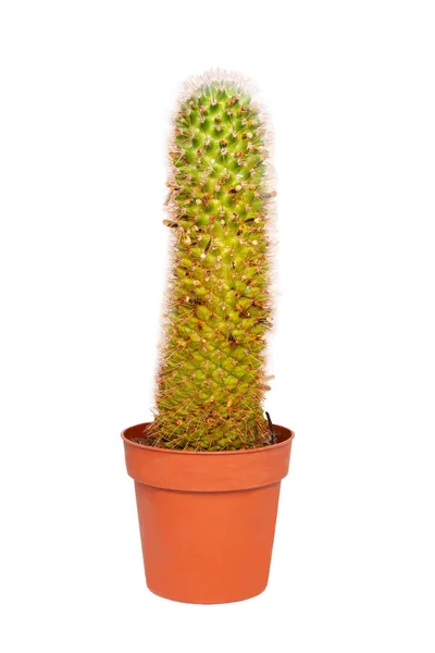 Cactus Geïsoleerd Close Van Cactus Bloempot Macro Van Succulente Geïsoleerd — Stockfoto