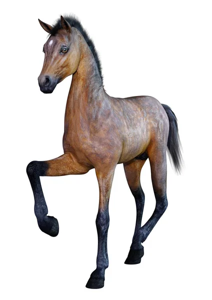 Darstellung Eines Braunen Pferdefohlens Isoliert Auf Weißem Hintergrund — Stockfoto