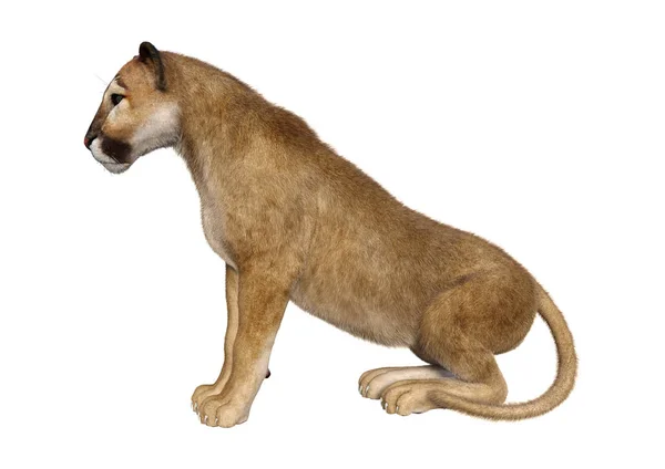 Representación Gran Puma Gato Aislado Sobre Fondo Blanco — Foto de Stock