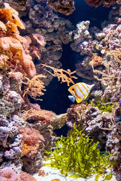 Colorful Fish Lisbon Famous Oceanarium Close Shot Portugal Popular Tourist — Stock Photo, Image