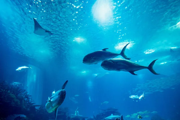 Peces Coloridos Dentro Del Famoso Oceanario Lisbón Primer Plano Tiro —  Fotos de Stock