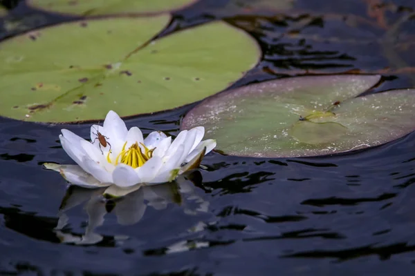 Weiße Seerosen Blühen Fluss Seerosenblüte Mit Grünen Blättern Wasser Weiße — Stockfoto