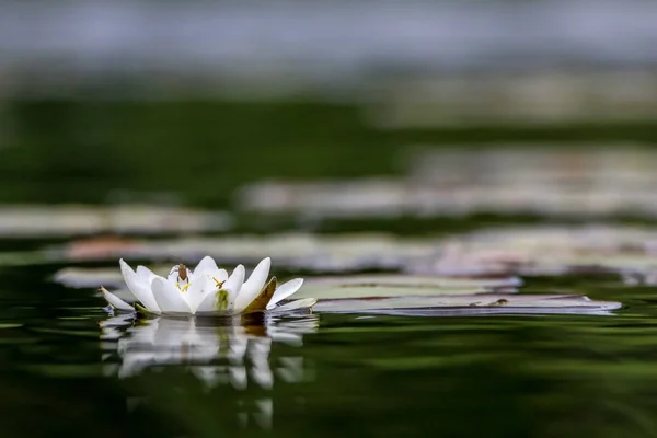 白水花盛开在拉脱维亚的河里 水中有绿叶的水百合花 河流中的白色睡莲为背景 — 图库照片