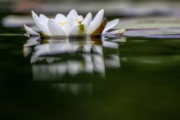 White Water Lilies Bloom River Latvia Water Lily Flower Green — Stock Photo, Image