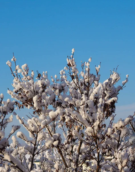 Kalte Winterszene Mit Bäumen Und Schnee — Stockfoto