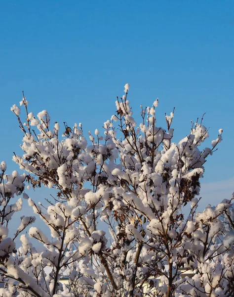 Koude Winter Scene Met Bomen Sneeuw — Stockfoto