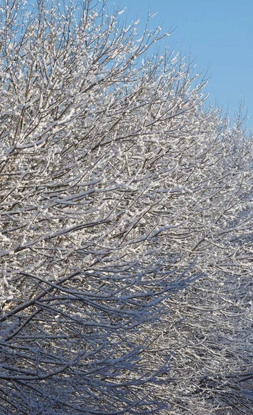 Koude Winter Scene Met Bomen Sneeuw — Stockfoto