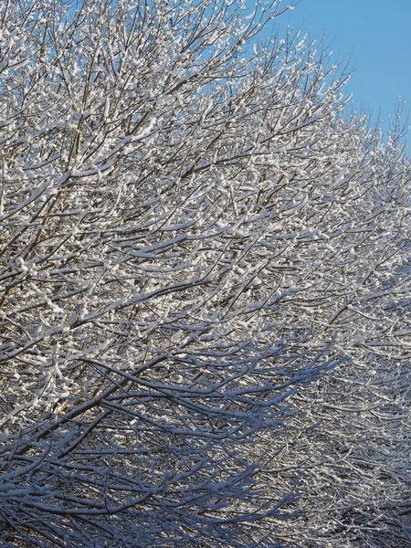 Холодная Зимняя Сцена Деревьями Снегом — стоковое фото